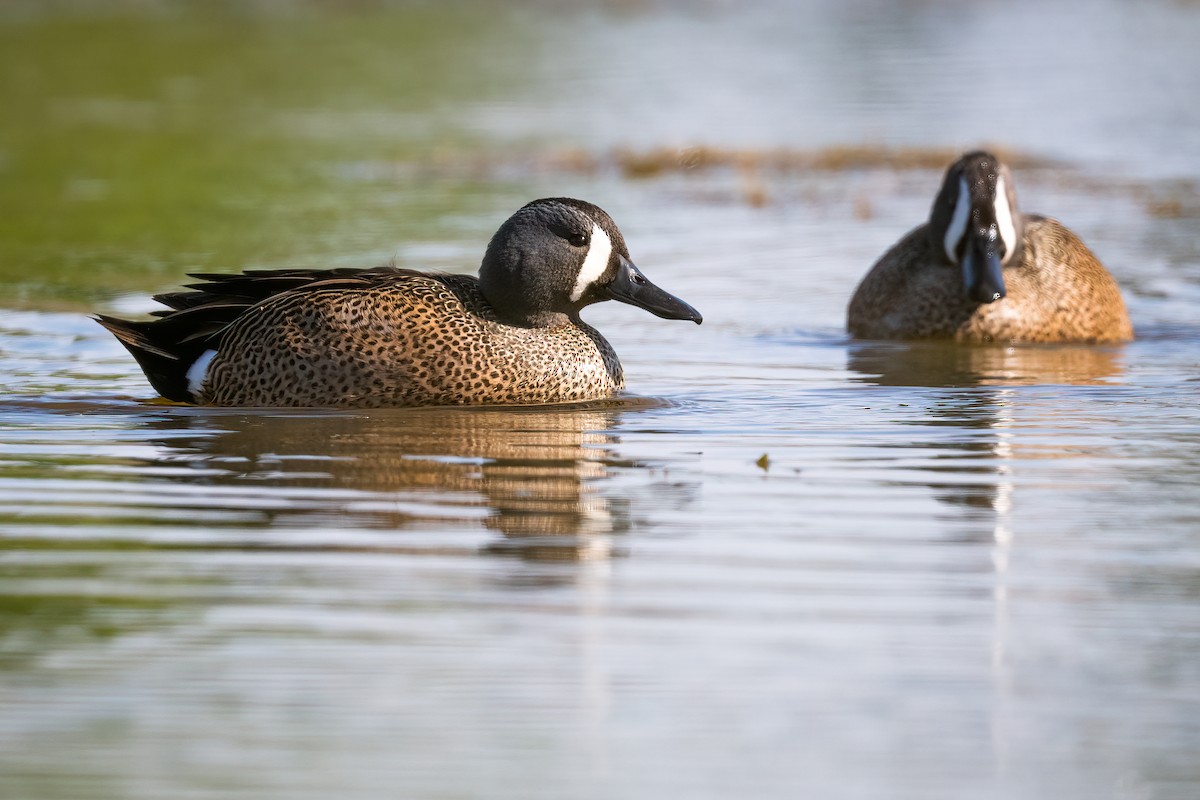 Blue-winged Teal - N KC