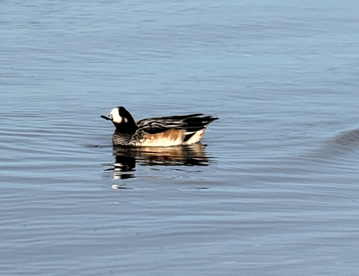 Chiloe Wigeon - ML561849111