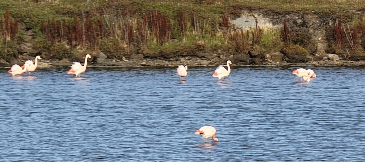 Chilean Flamingo - ML561849661