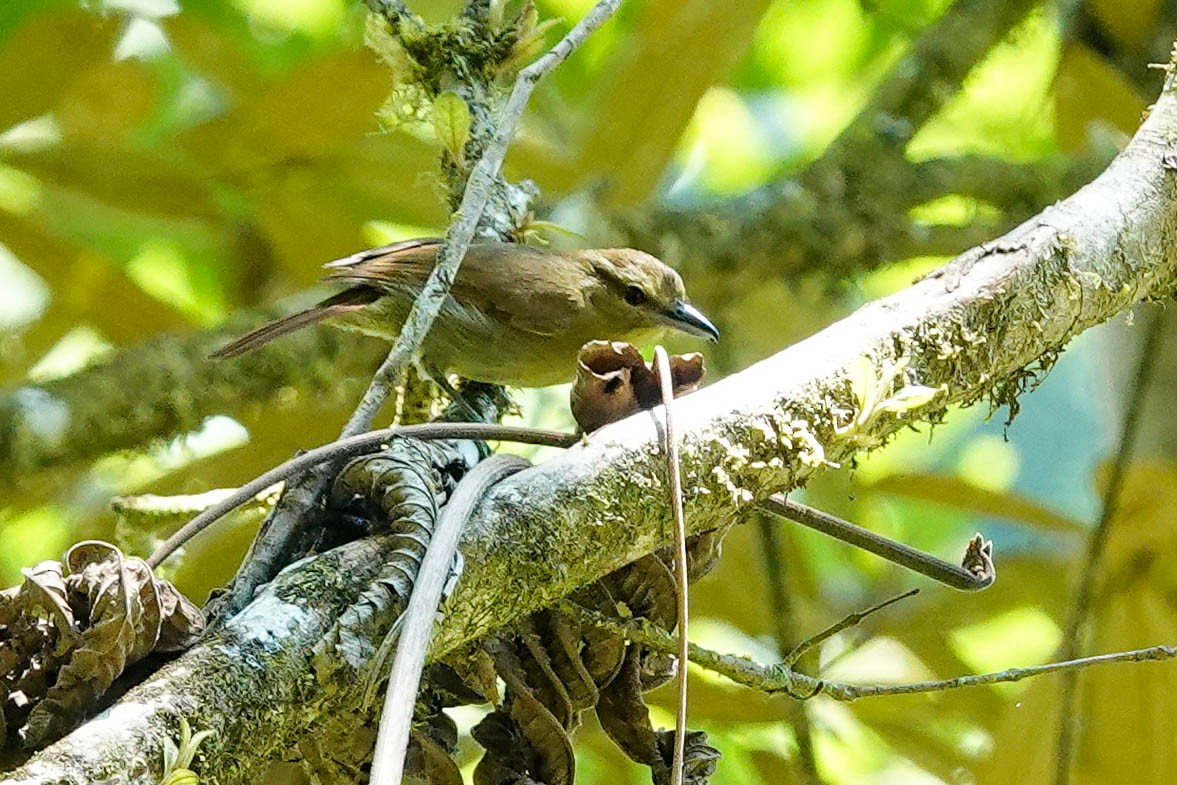 Russet Antshrike - ML561849801