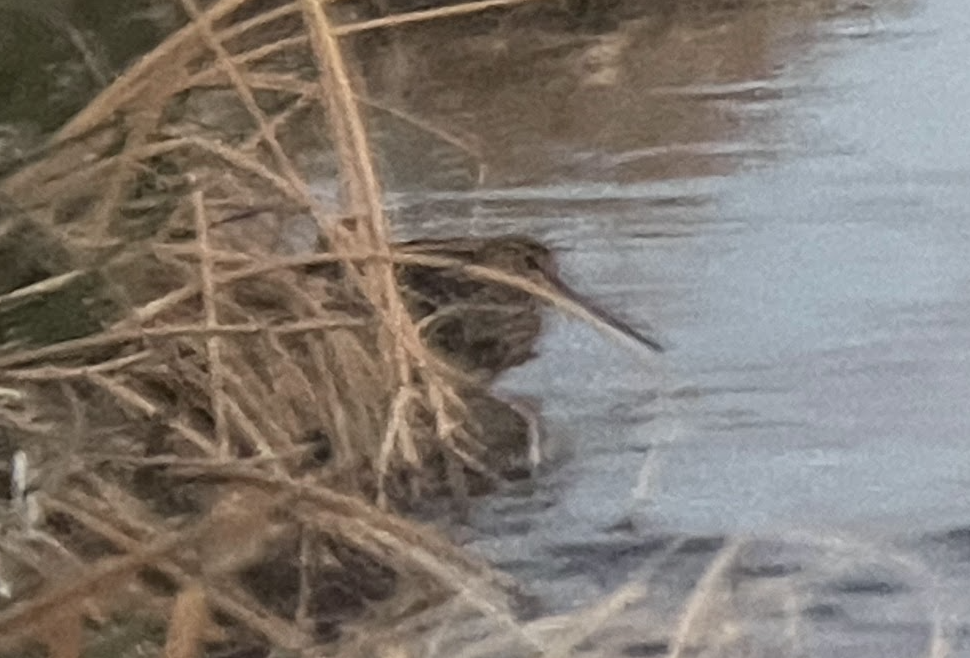 Wilson's Snipe - ML561851311