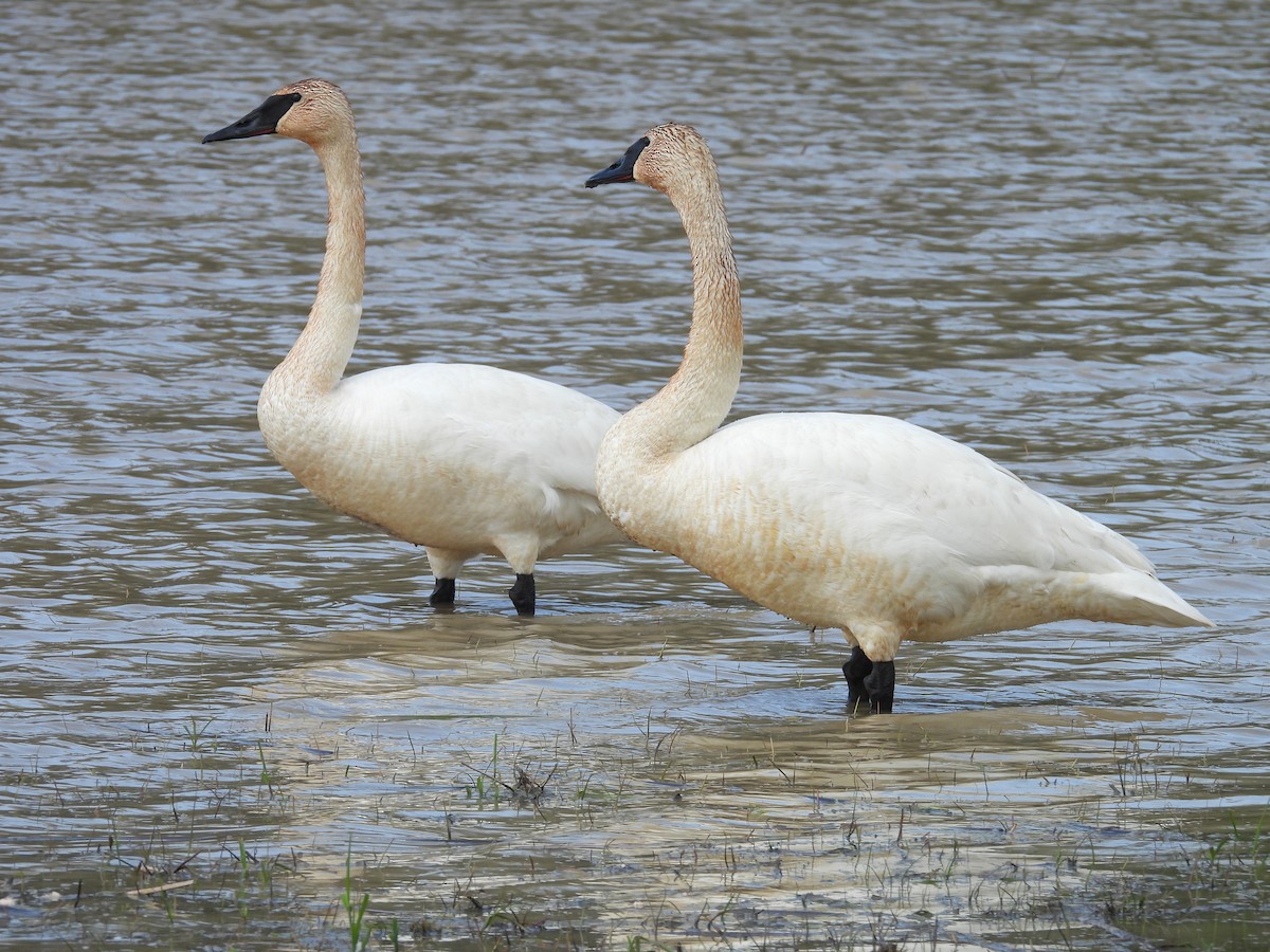 Trumpeter Swan - ML561851721