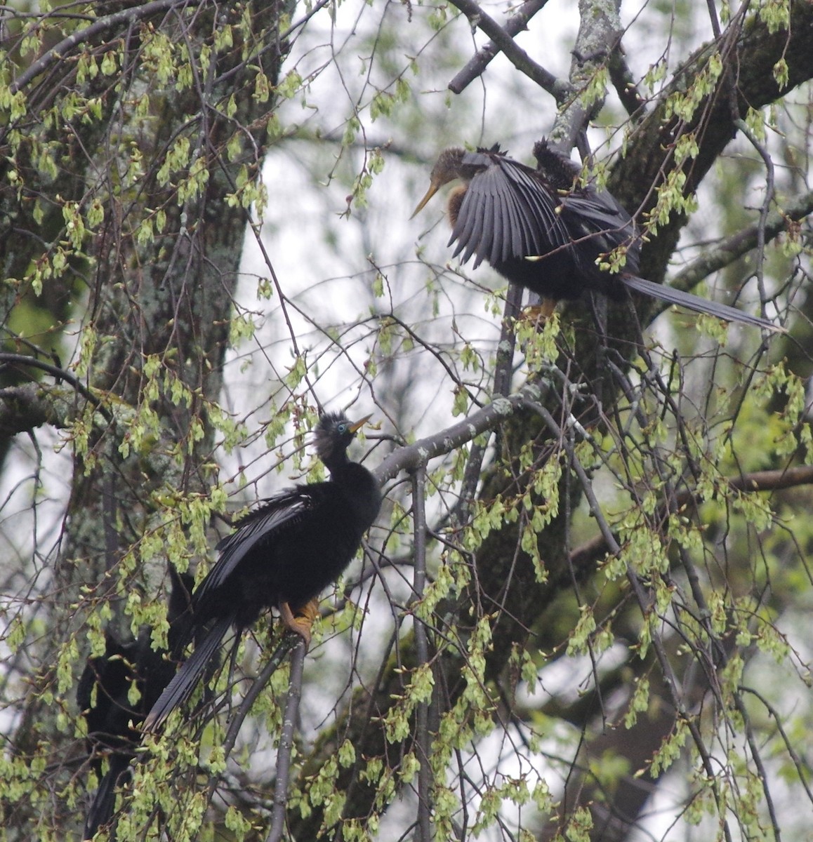 Amerika-Schlangenhalsvogel - ML561851831