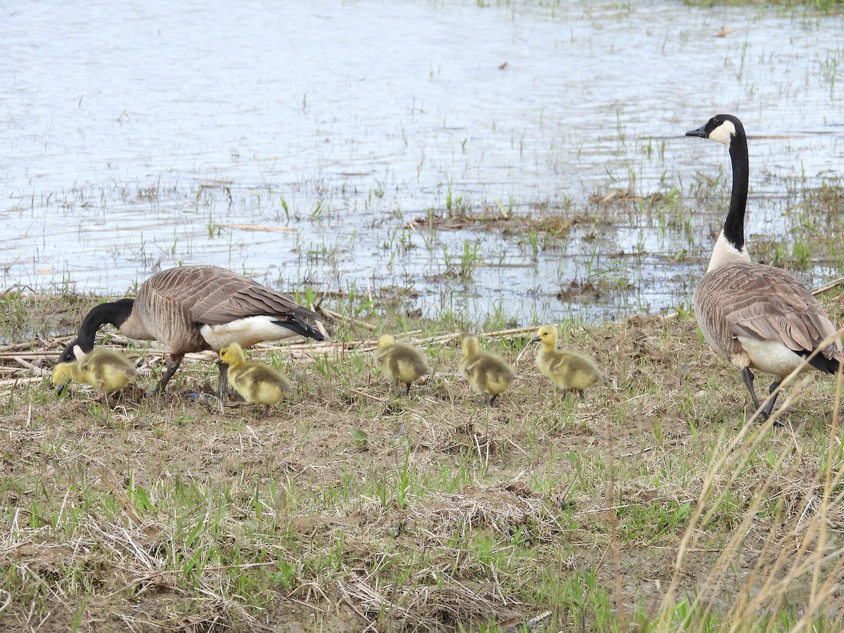 Canada Goose - ML561852171