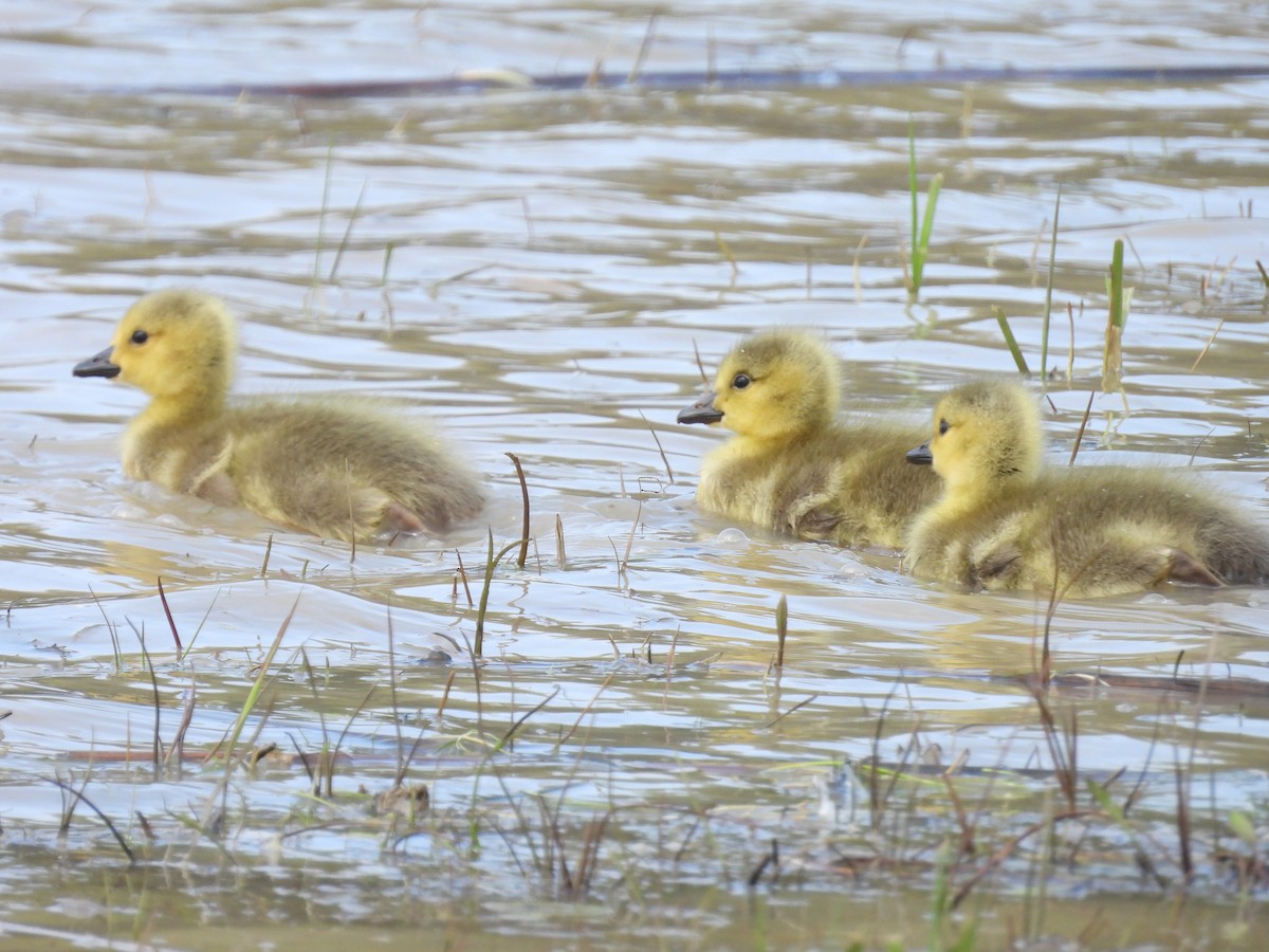 Canada Goose - ML561852321