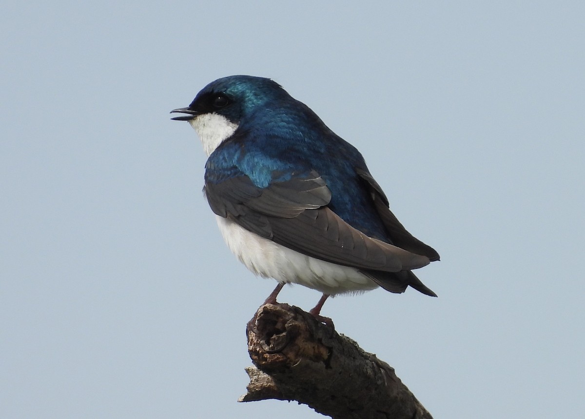 Hirondelle bicolore - ML561852931
