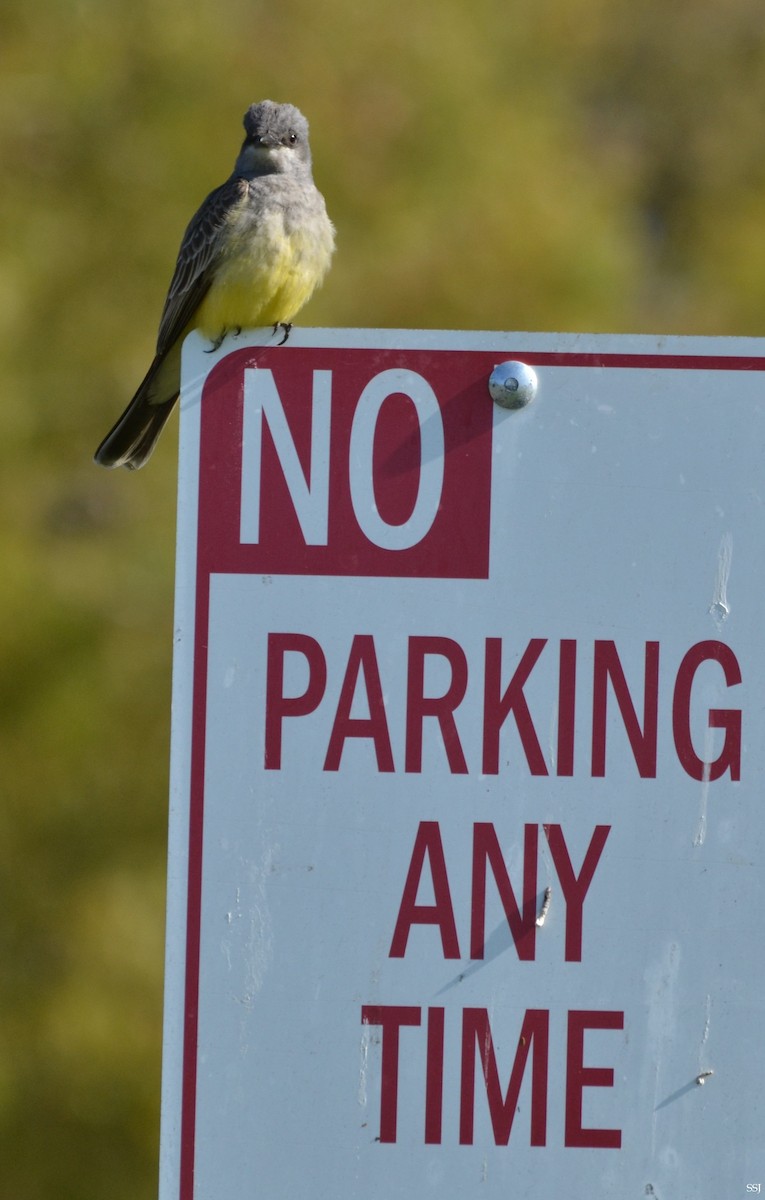 Cassin's Kingbird - ML561853201