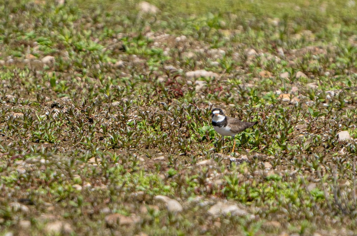 Semipalmated Plover - ML561854101