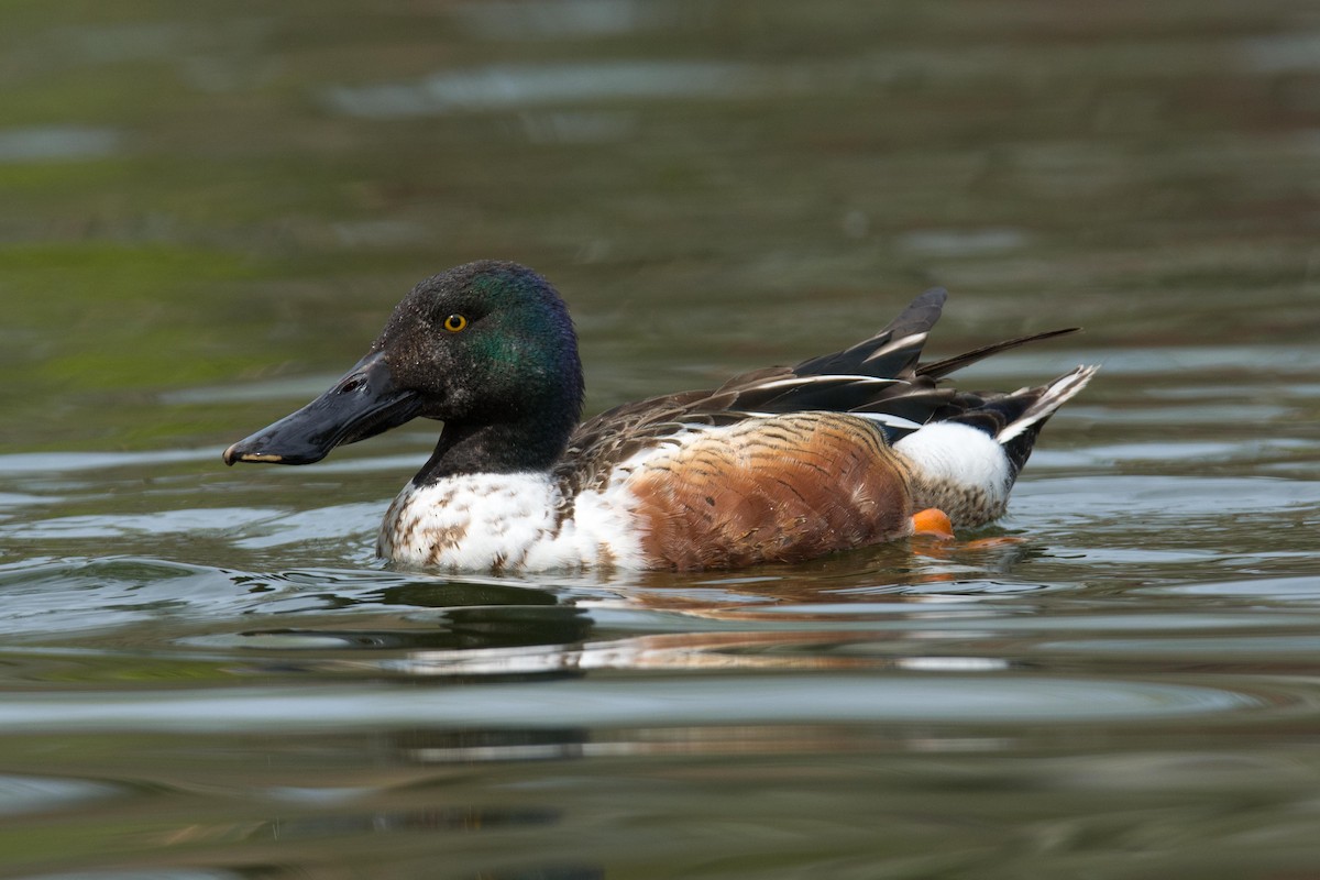 Northern Shoveler - ML56185661