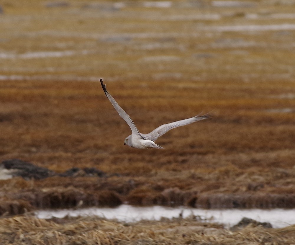 Northern Harrier - ML561856841