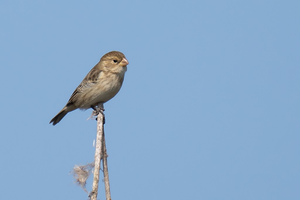 Chestnut-throated Seedeater - ML561857061