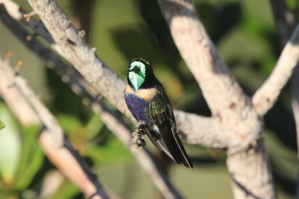 kolibřík čabrakový - ML56185711