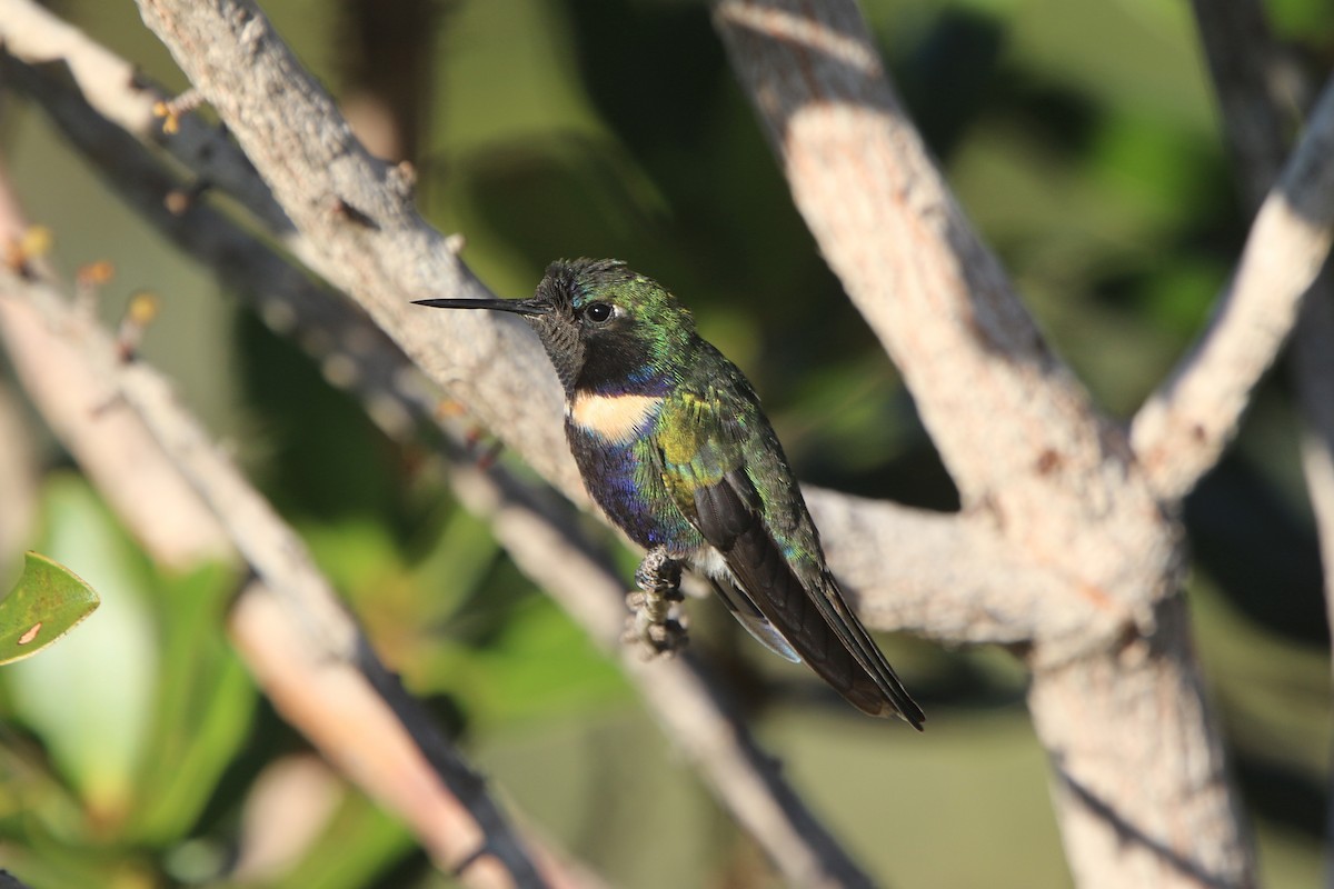 kolibřík čabrakový - ML56185721