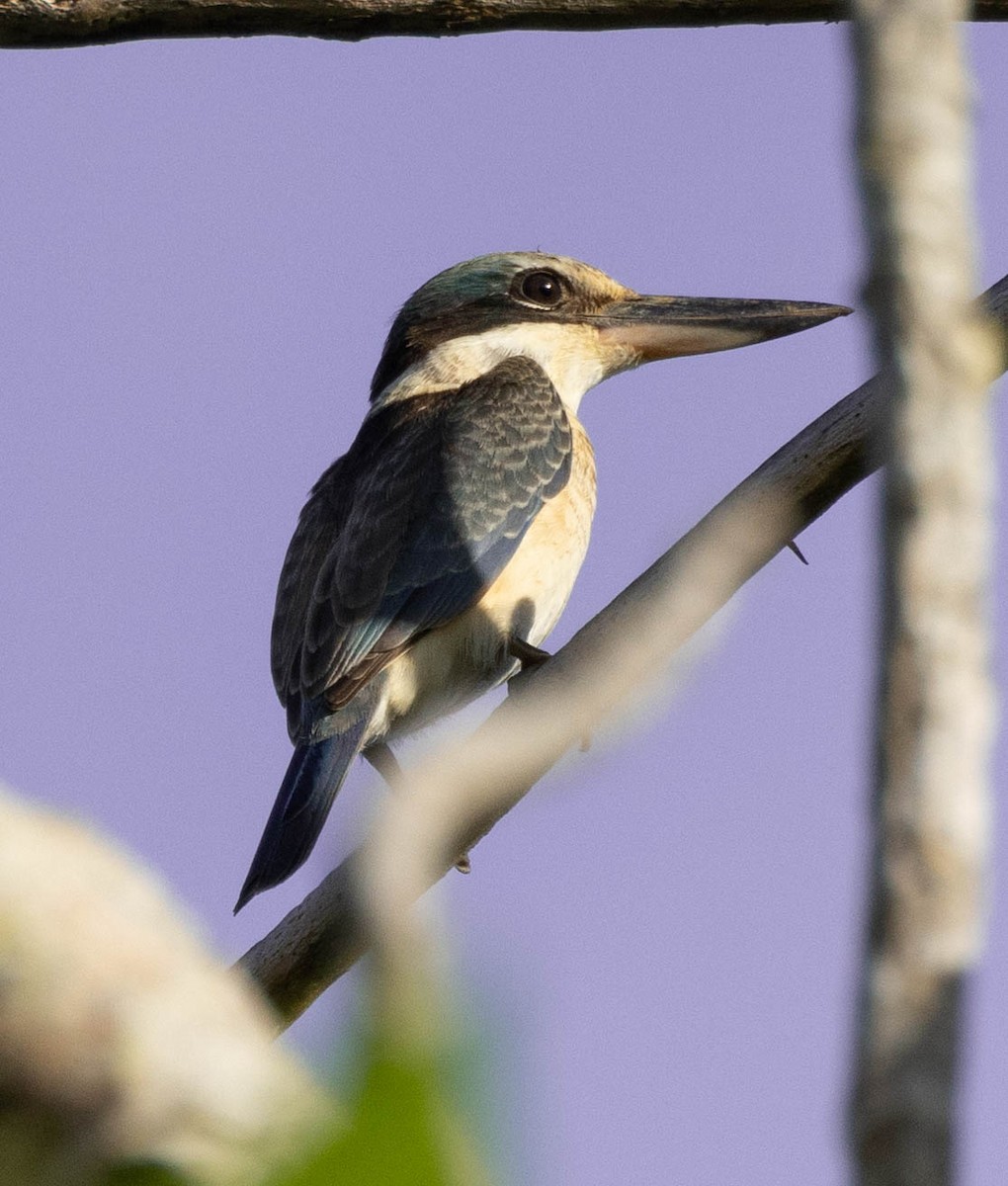 Pacific Kingfisher (Solomons) - David Barton