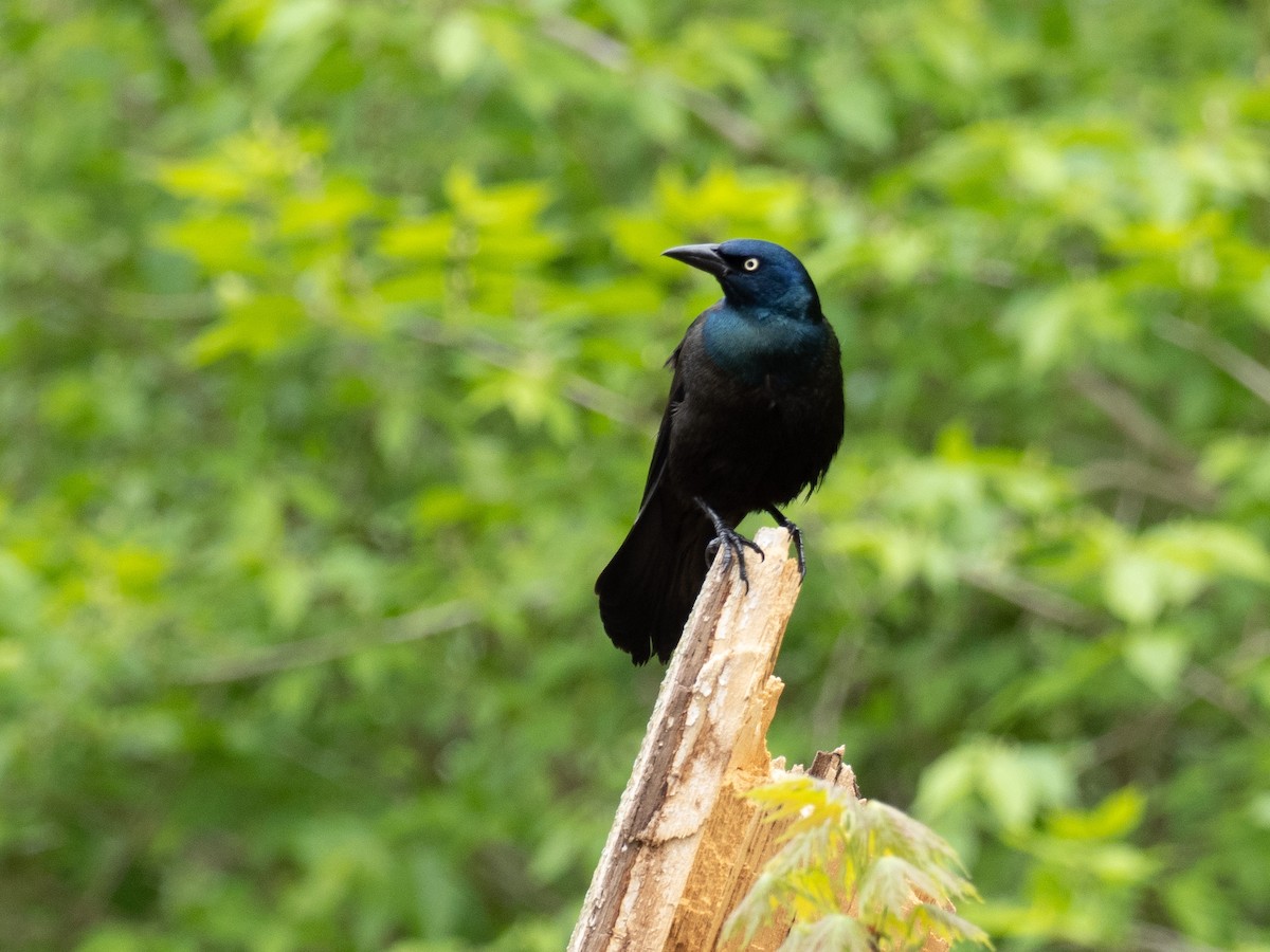 Common Grackle - Tim Kambitsch