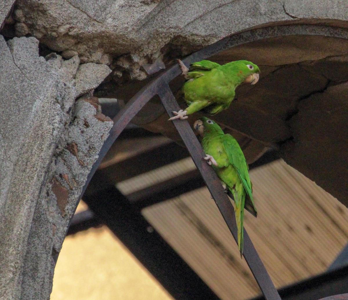 Pacific Parakeet - ML561859401