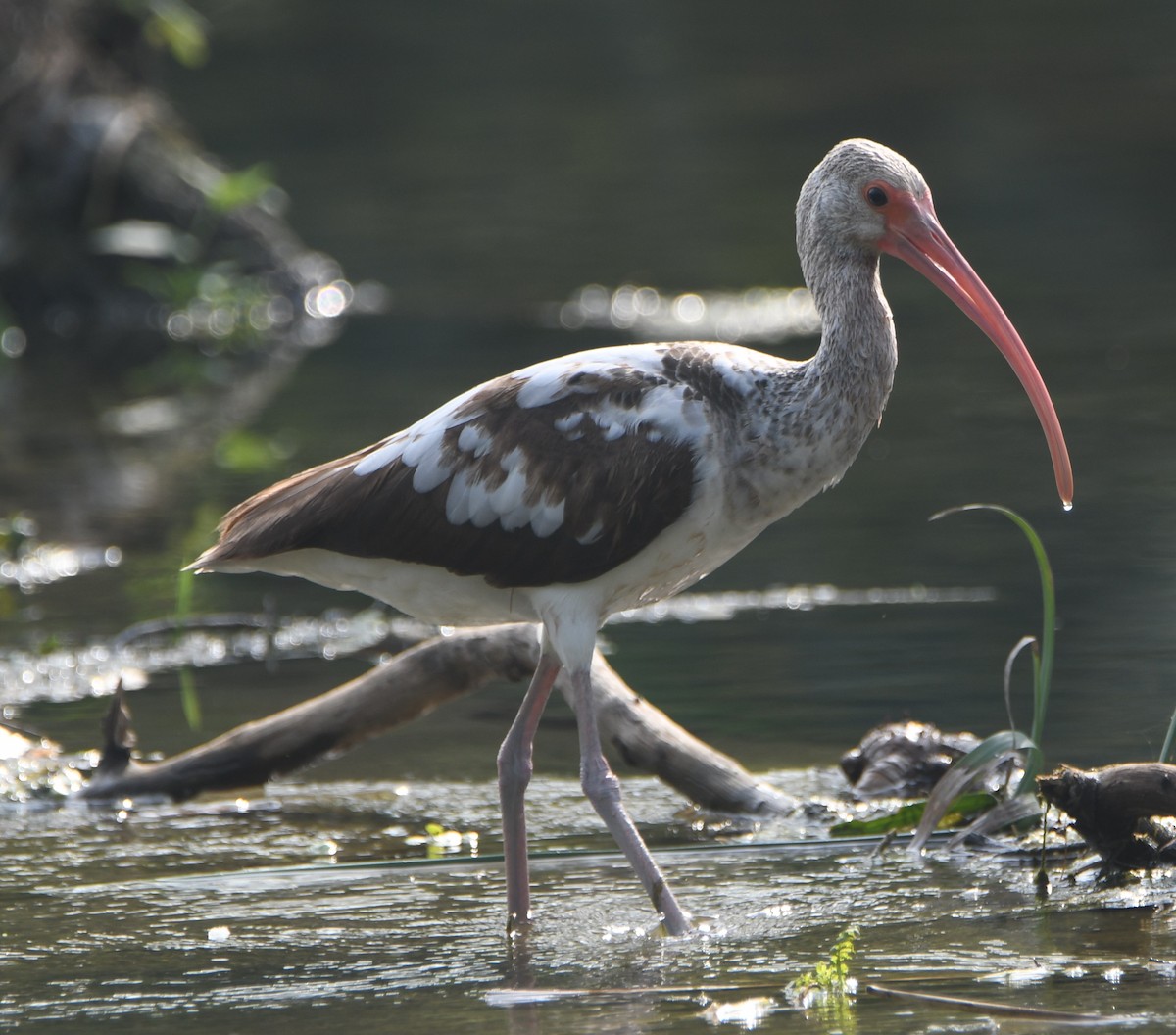ibis bílý - ML561859831