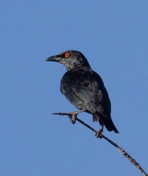 Singing Starling - David Barton