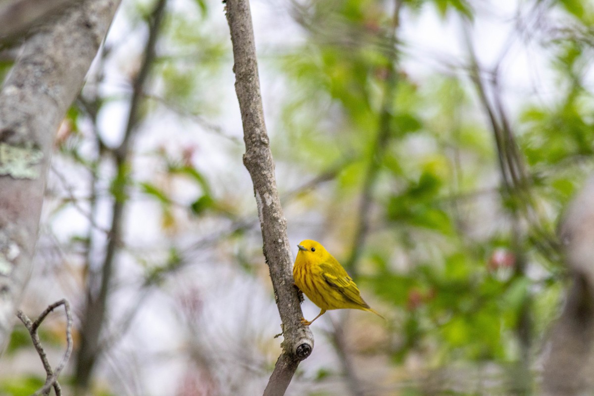 Yellow Warbler - ML561862061