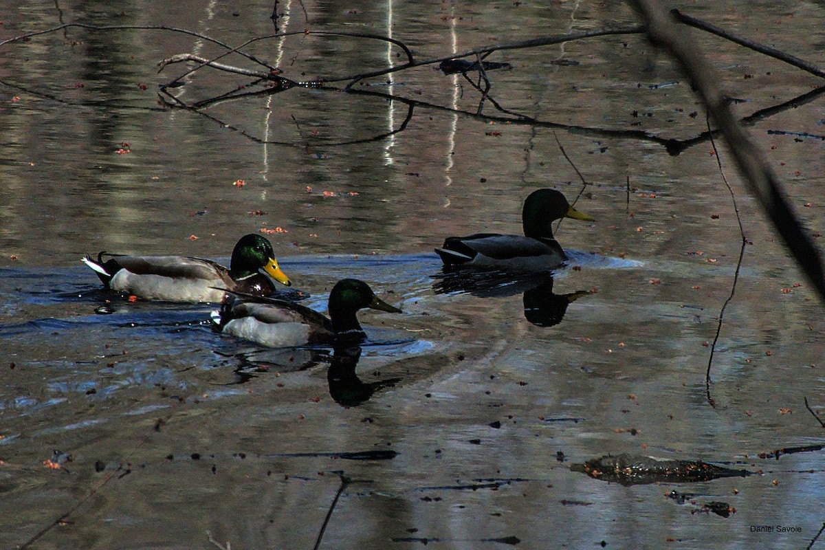 Canard colvert - ML561863381