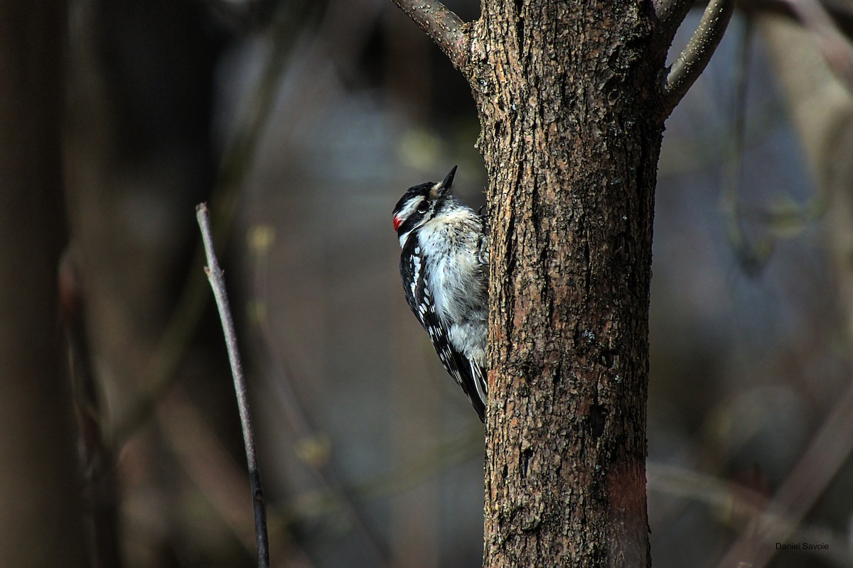 Downy Woodpecker - ML561863771