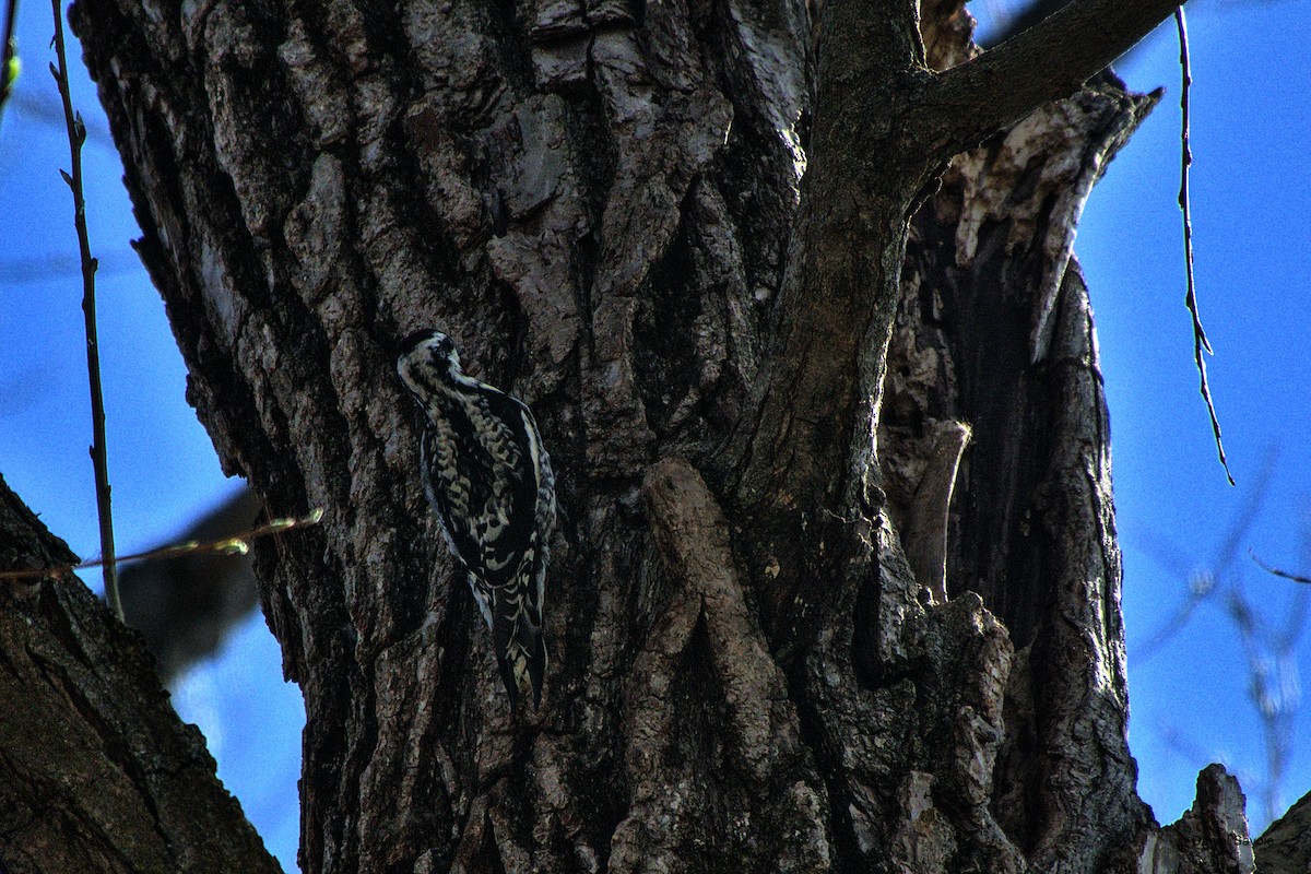 Yellow-bellied Sapsucker - ML561863871