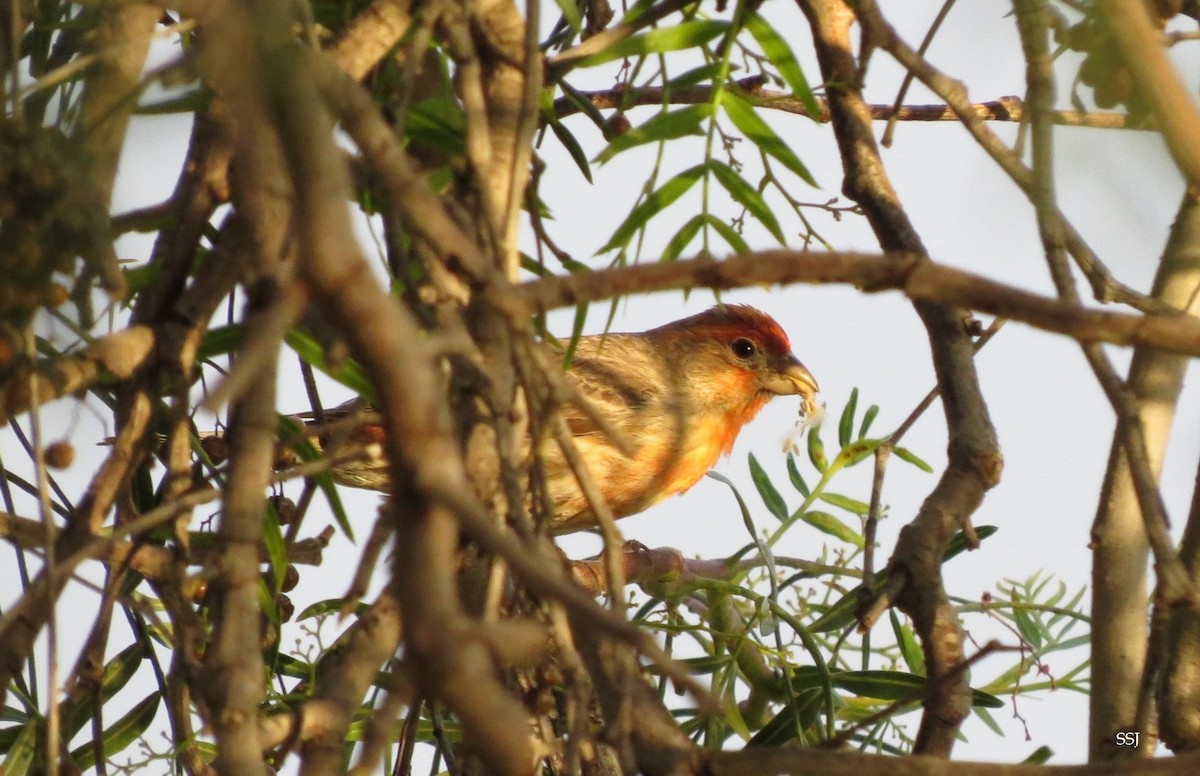 House Finch - Sam Sue James