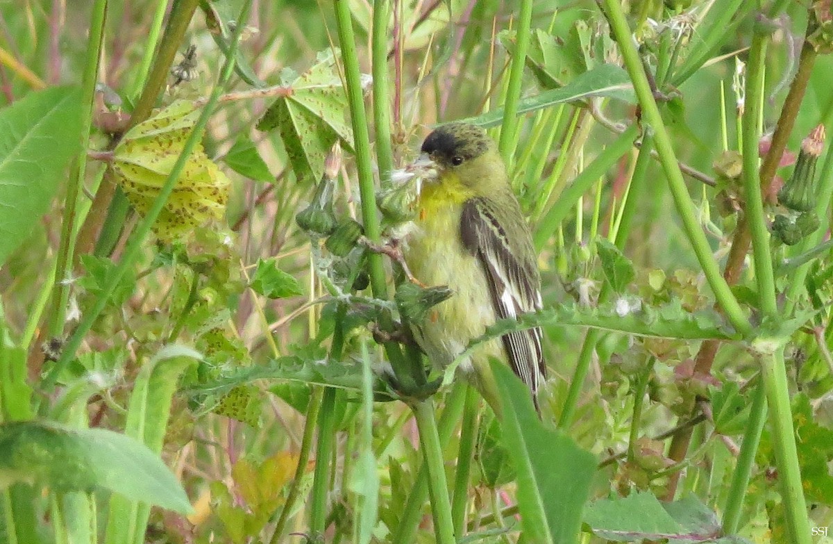 Lesser Goldfinch - Sam Sue James