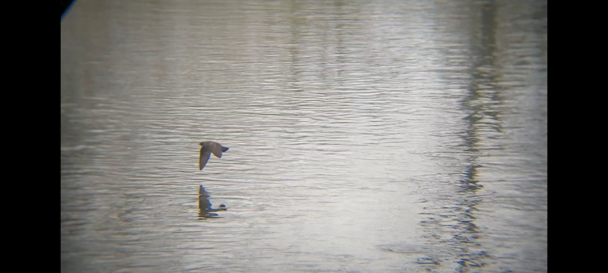 Northern Rough-winged Swallow - ML561864881