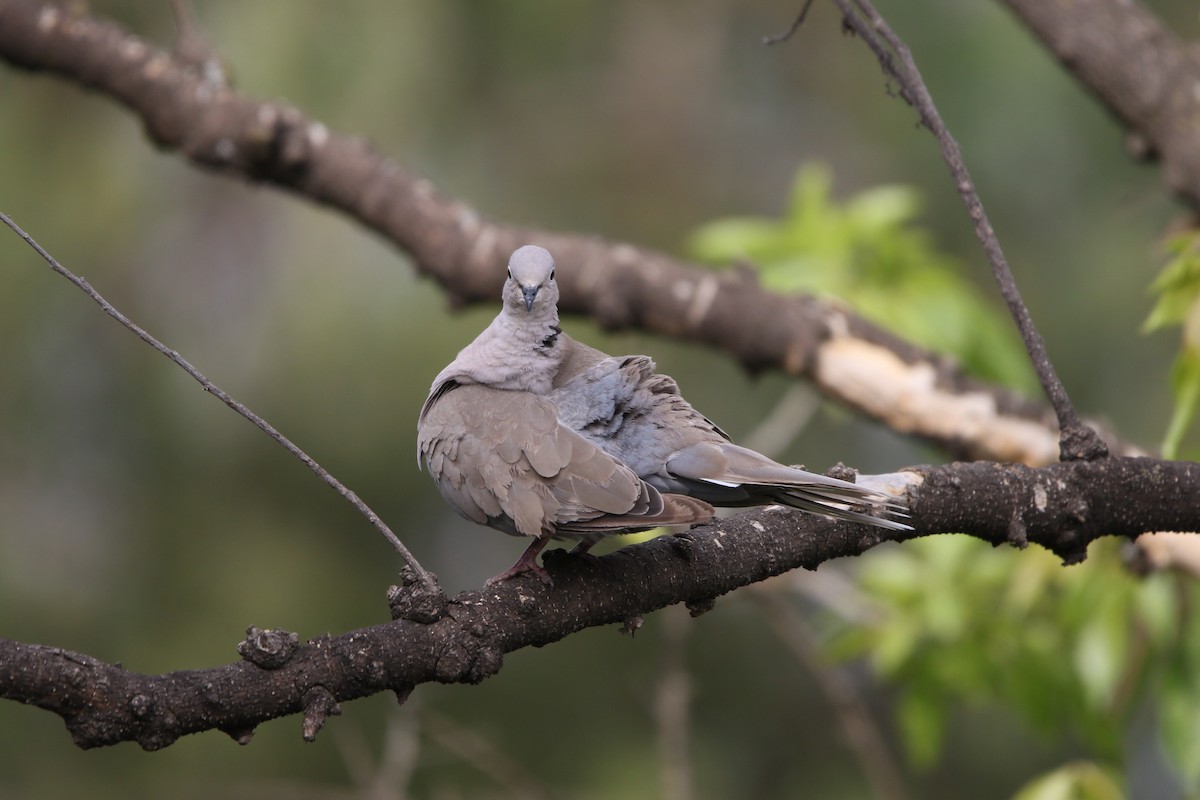 Eurasian Collared-Dove - ML561866011