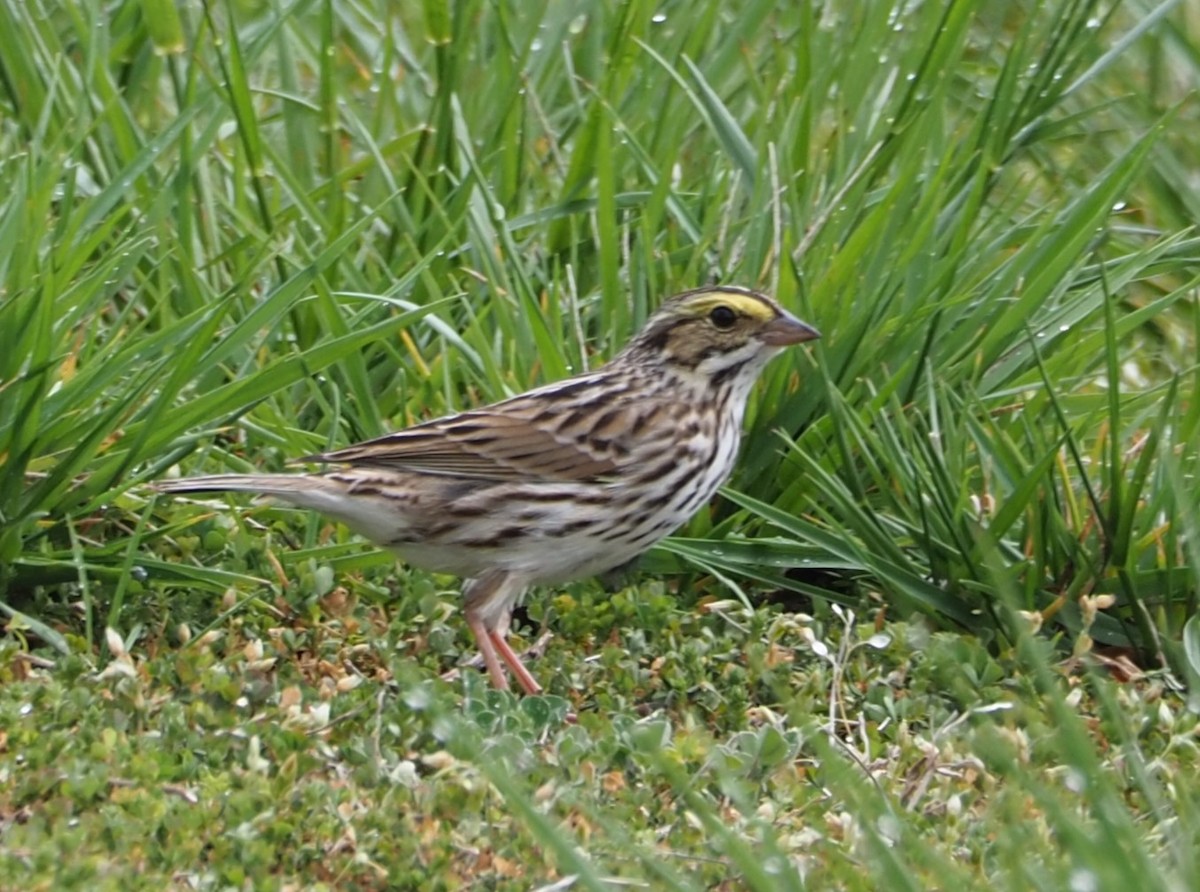 Savannah Sparrow - ML561866301