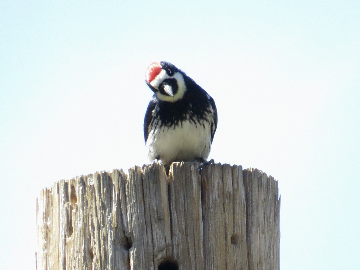 Acorn Woodpecker - ML561866491