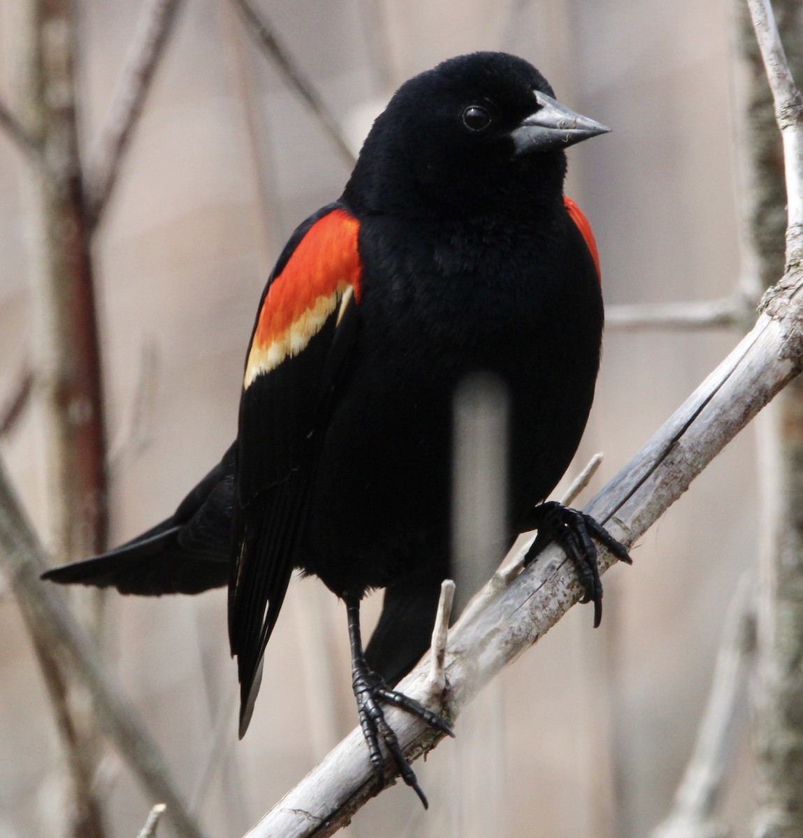 Red-winged Blackbird - ML561867461