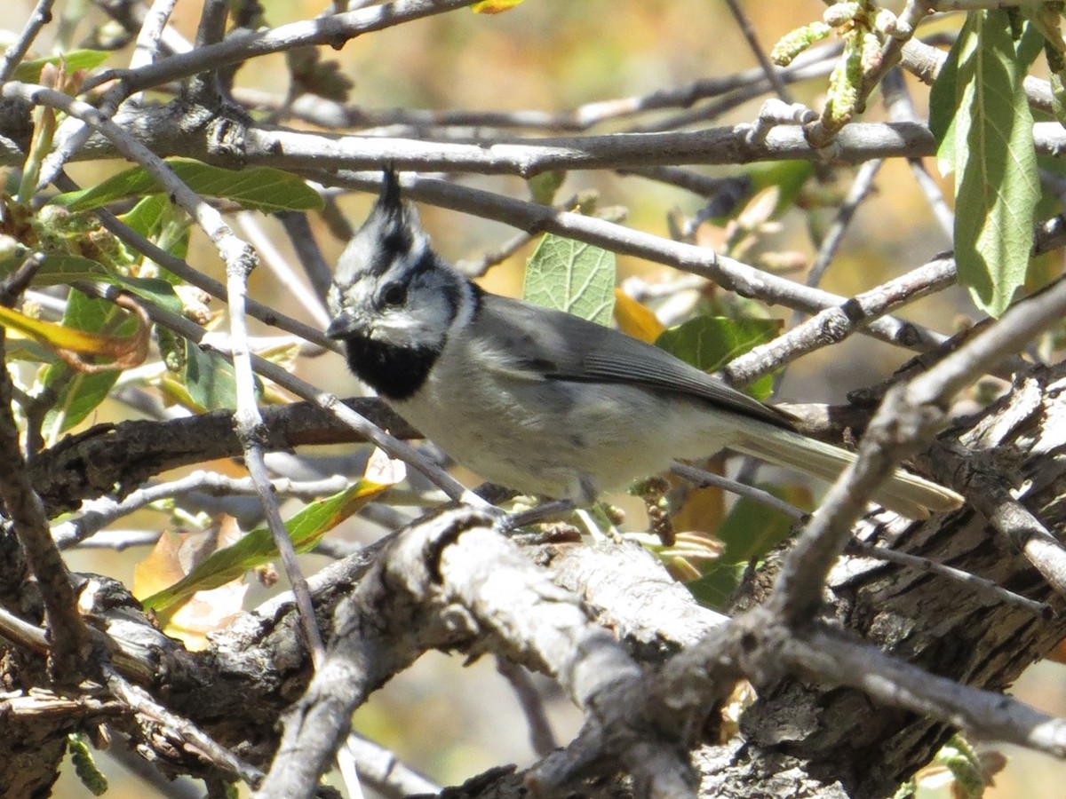 Bridled Titmouse - Pat Holly