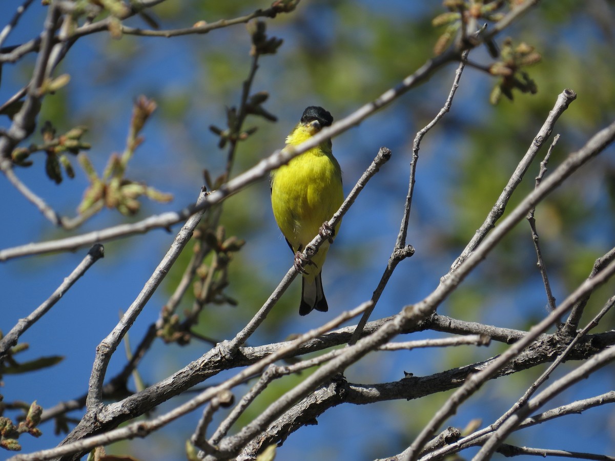 Lesser Goldfinch - Pat Holly