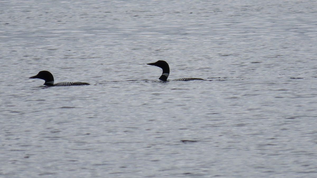 Common Loon - ML561870301