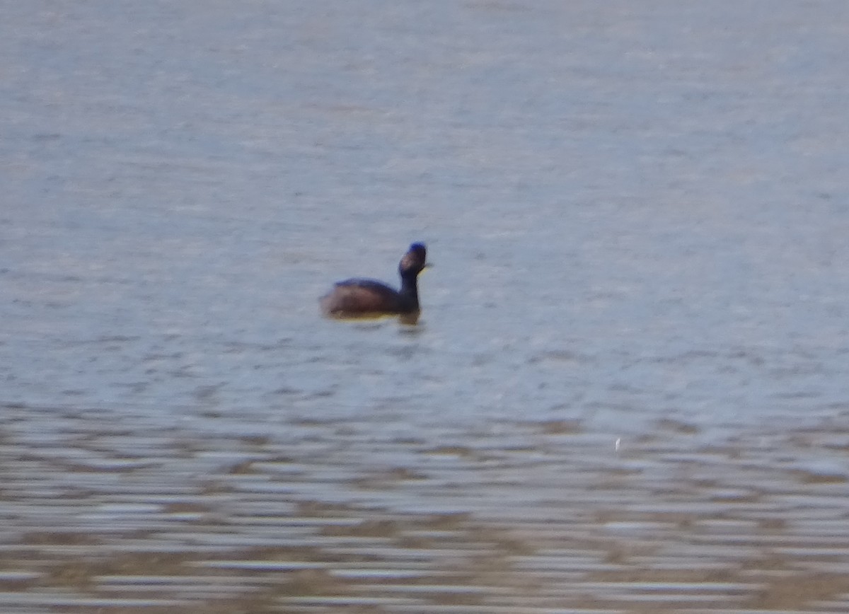 Eared Grebe - ML561871001