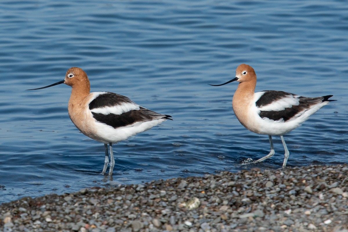 Avocette d'Amérique - ML561872641