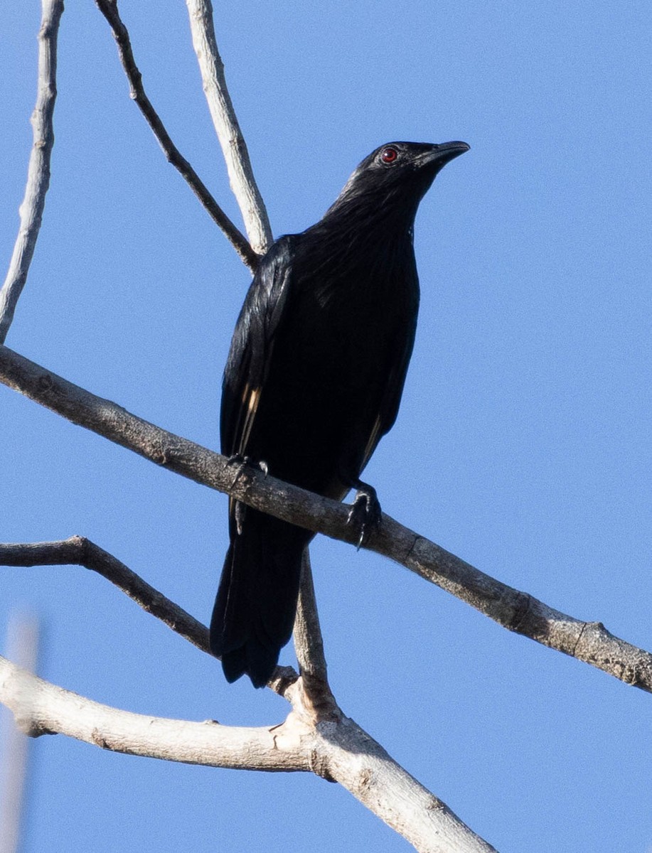 Brown-winged Starling - ML561872851