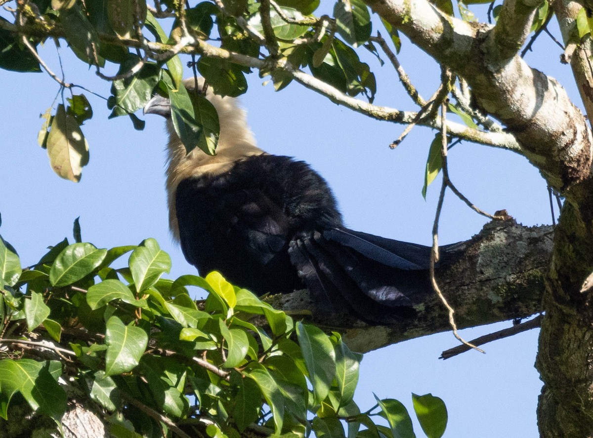 Buff-headed Coucal - ML561873141