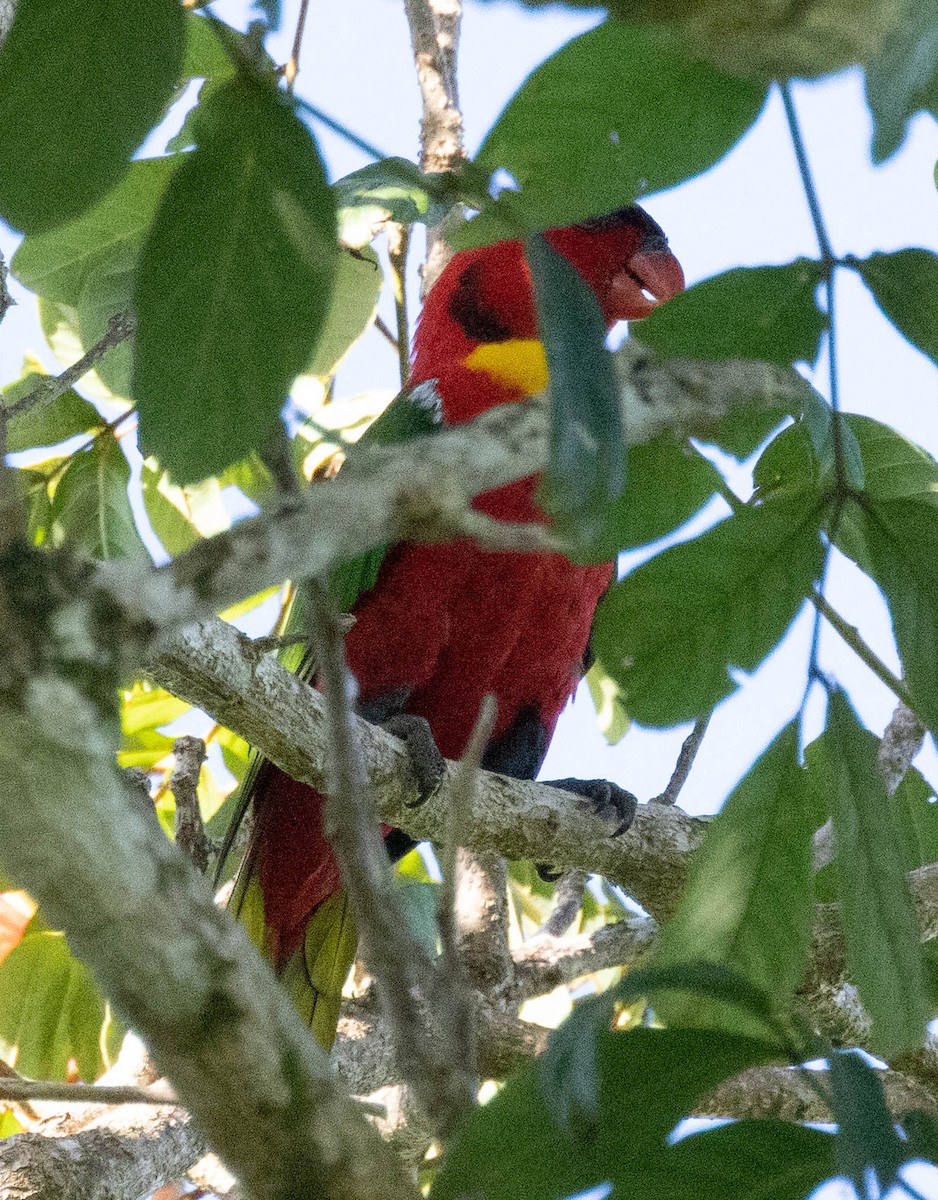 Yellow-bibbed Lory - ML561873351