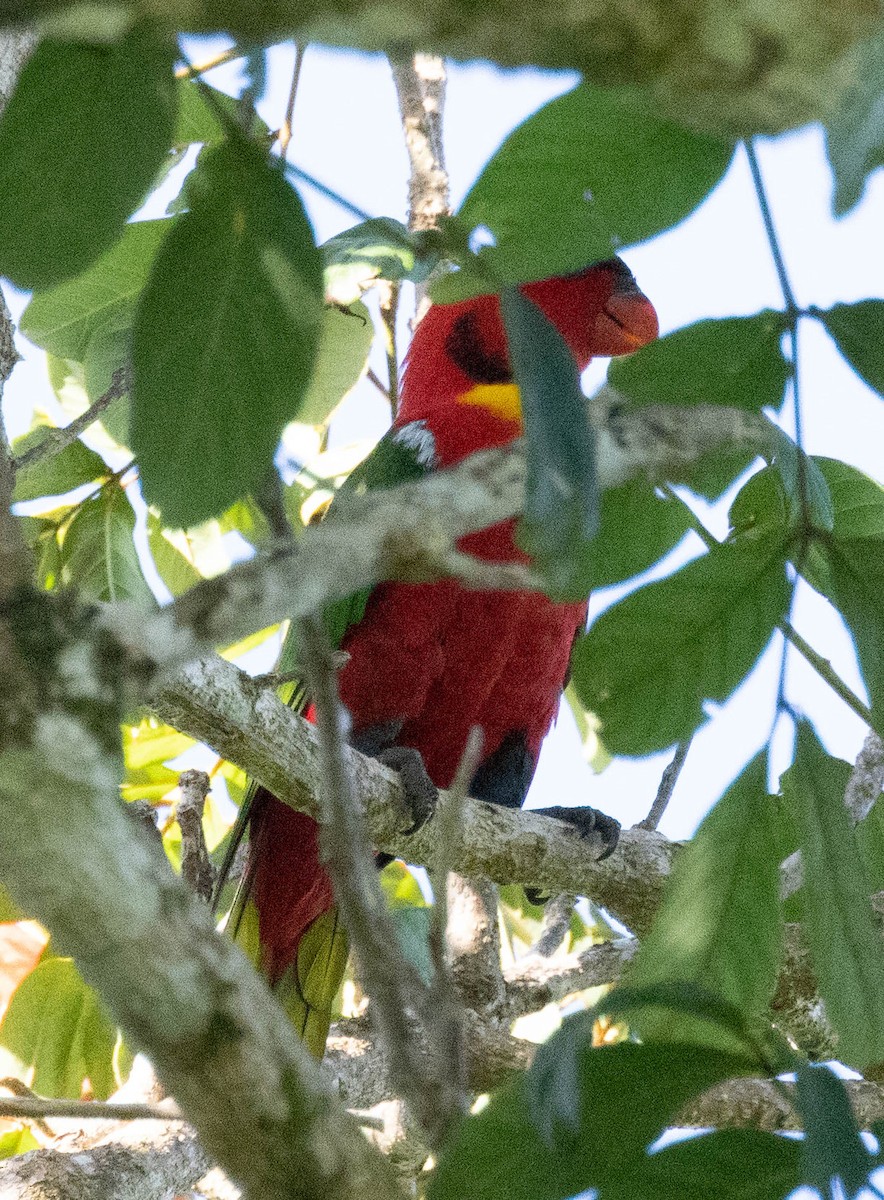 Yellow-bibbed Lory - ML561873371