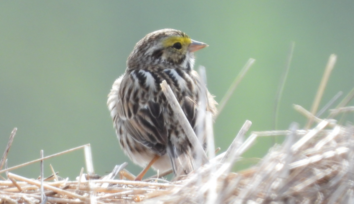 Savannah Sparrow - ML561874681
