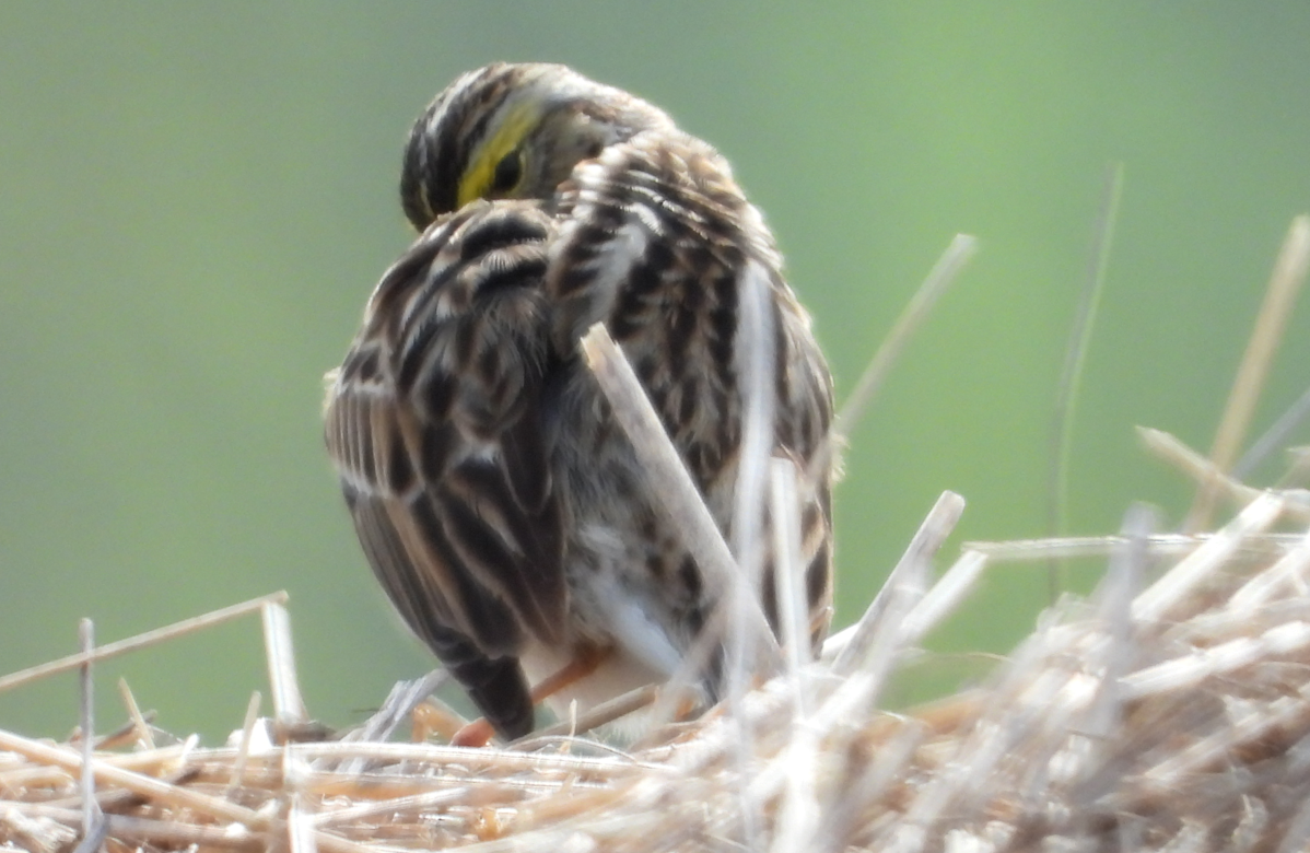 Savannah Sparrow - ML561874791