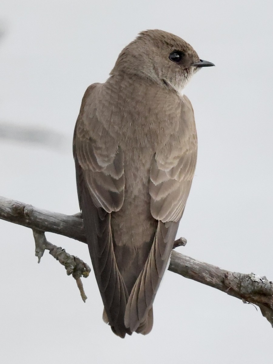 Northern Rough-winged Swallow - ML561875561