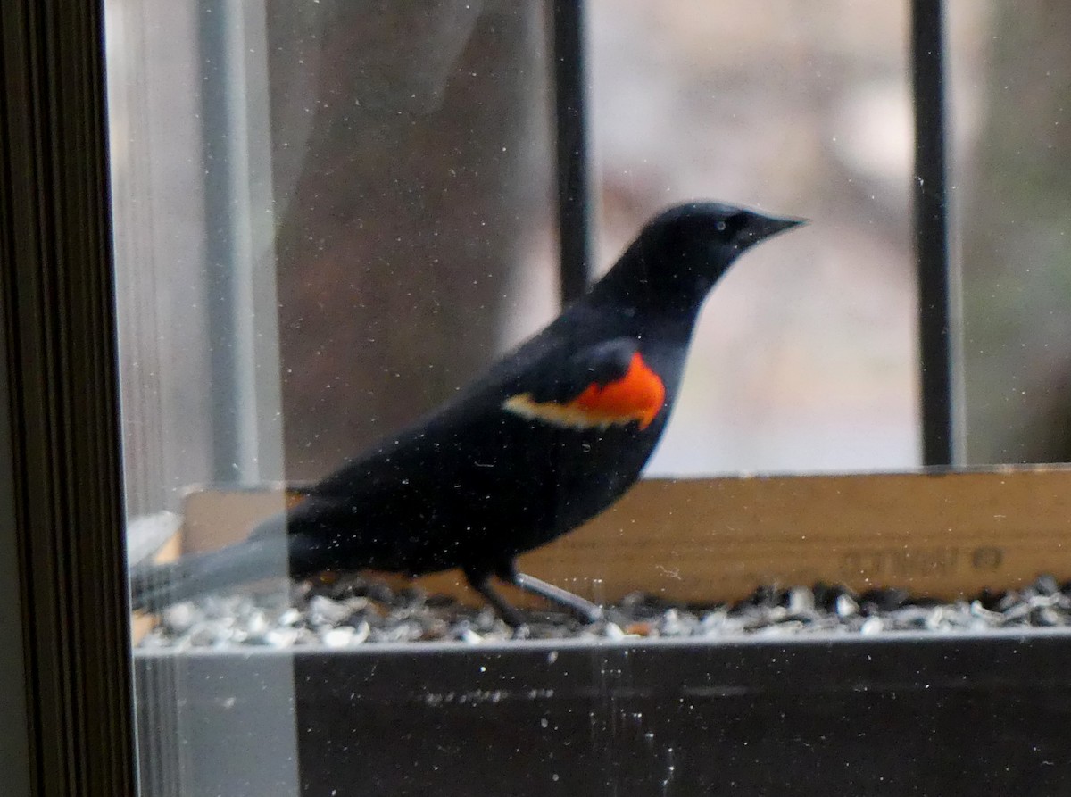 vlhovec červenokřídlý - ML561875621