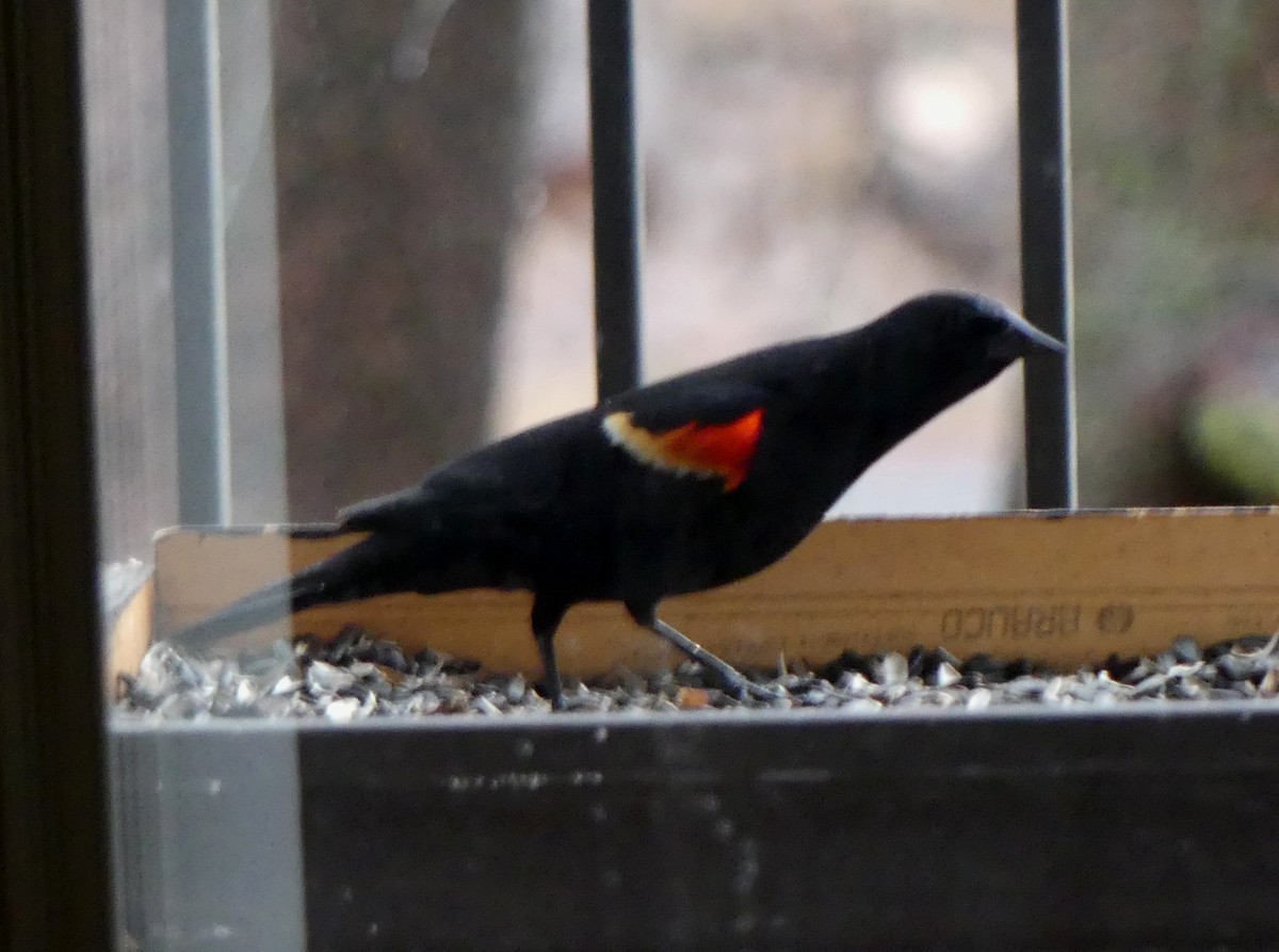 Red-winged Blackbird - Georges Lachaîne