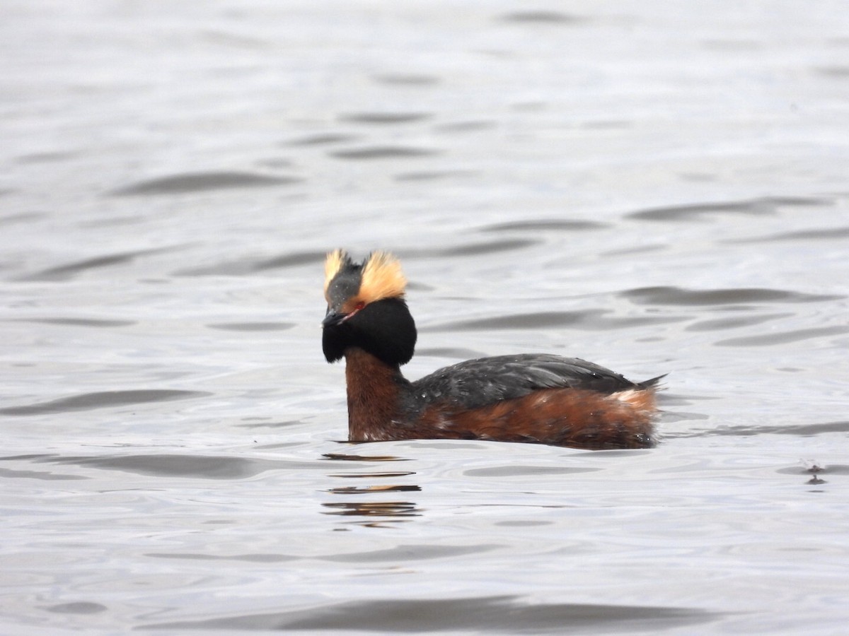 Horned Grebe - ML561875691