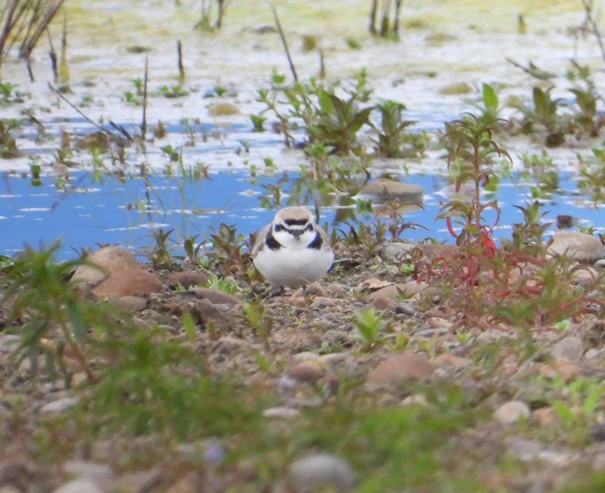 Snowy Plover - ML561876131