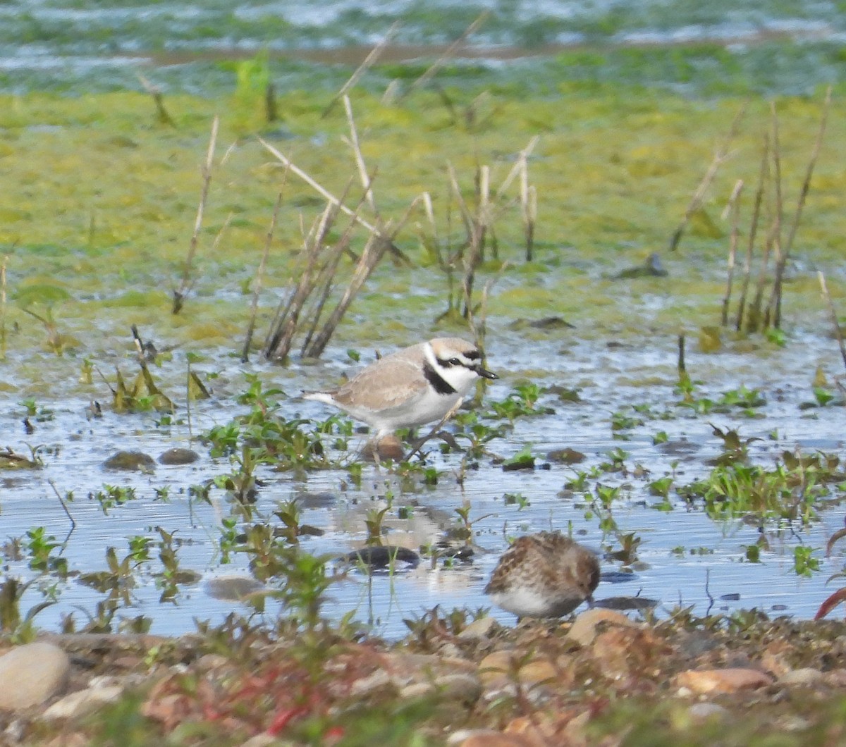 Snowy Plover - ML561876181